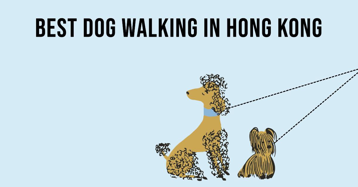 5 Best Dog Walking In Hong Kong (2026)