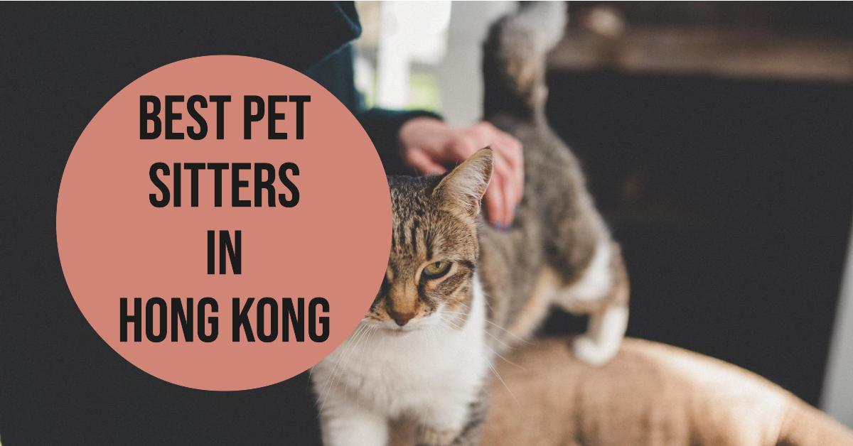 3 Best Pet Sitters In Hong Kong (2026)