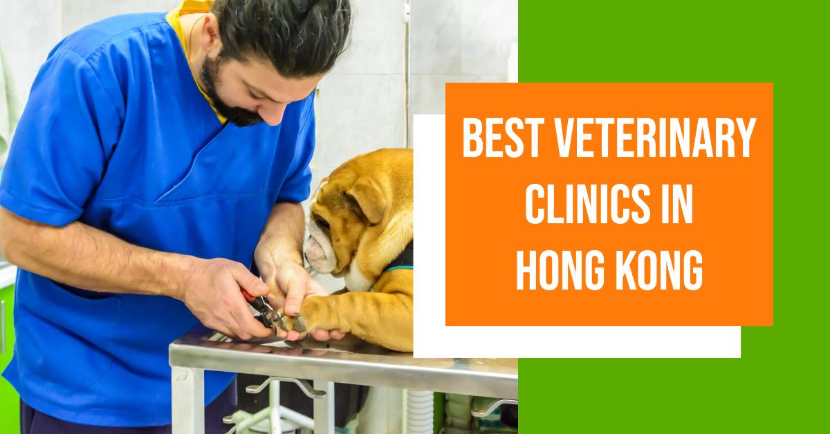5 Best Veterinary Clinics In Hong Kong (2026)
