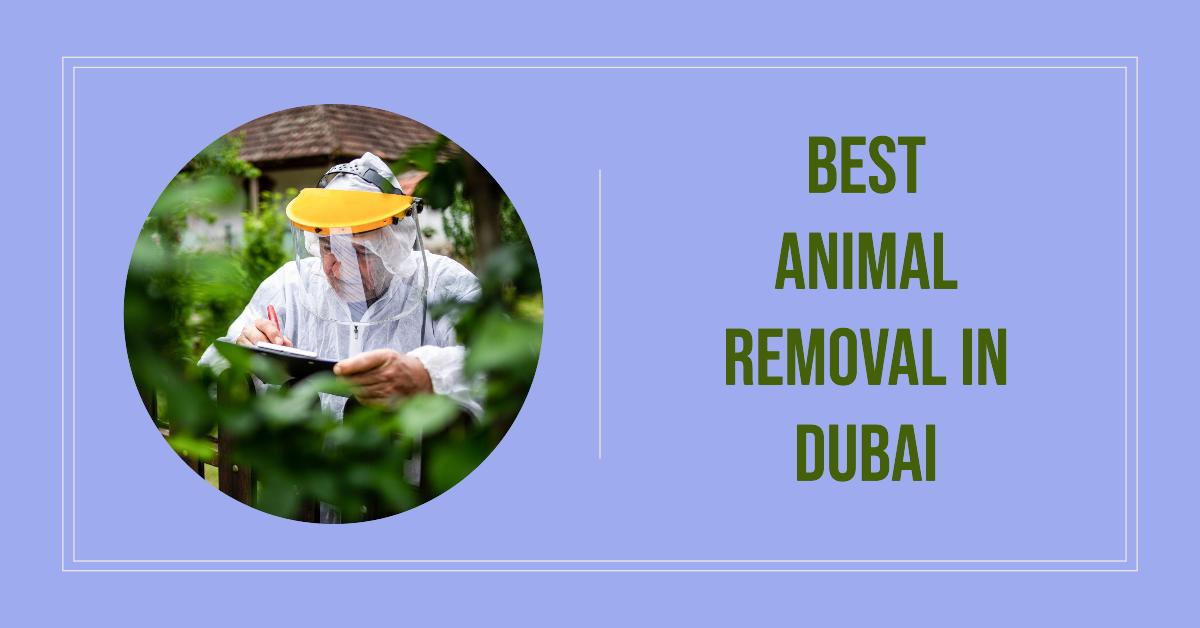 5 Best Animal Removal In Dubai (2026)
