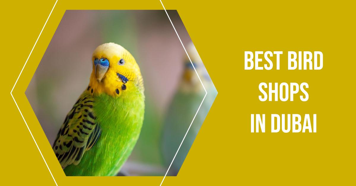 5 Best Bird Shops In Dubai (2026)