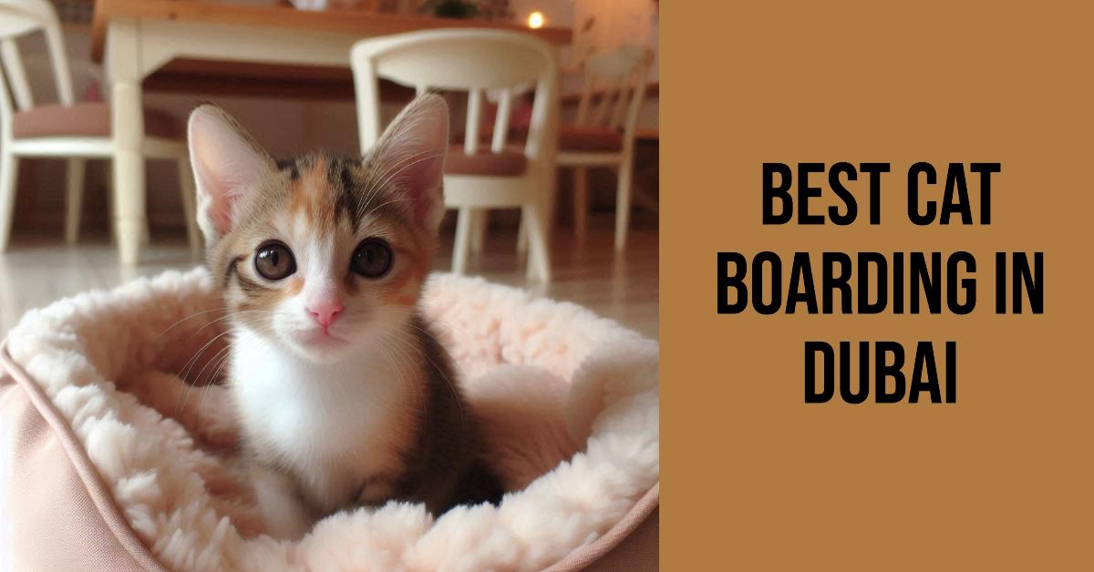 5 Best Cat Boarding In Dubai (2026)