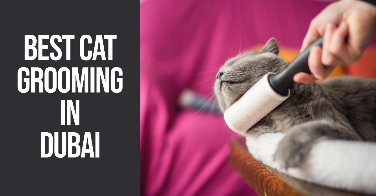5 Best Cat Grooming In Dubai (2026)