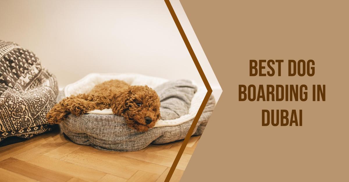 5 Best Dog Boarding In Dubai (2026)