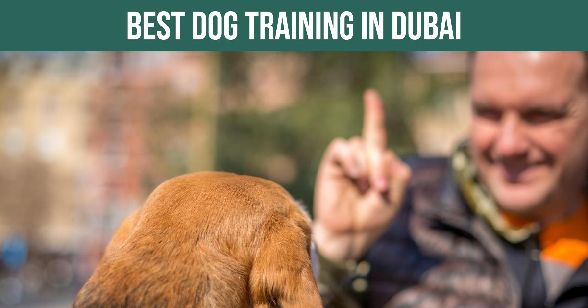 5 Best Dog Training In Dubai (2026)