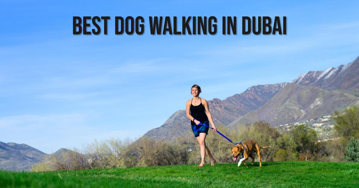 4 Best Dog Walking In Dubai (2026)