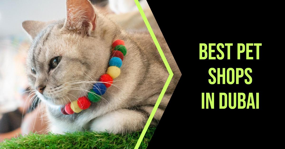 5 Best Pet Shops In Dubai (2026)