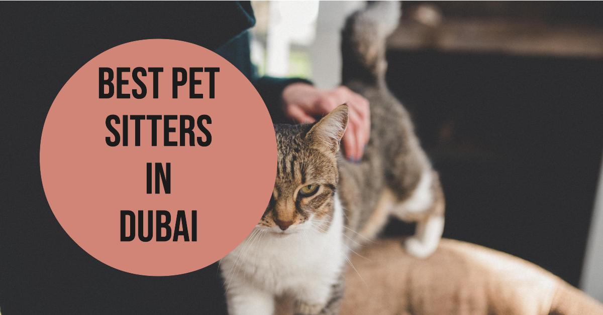 5 Best Pet Sitters In Dubai (2026)