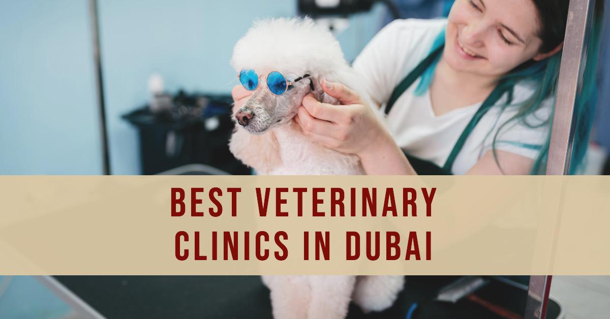 5 Best Veterinary Clinics In Dubai (2026)