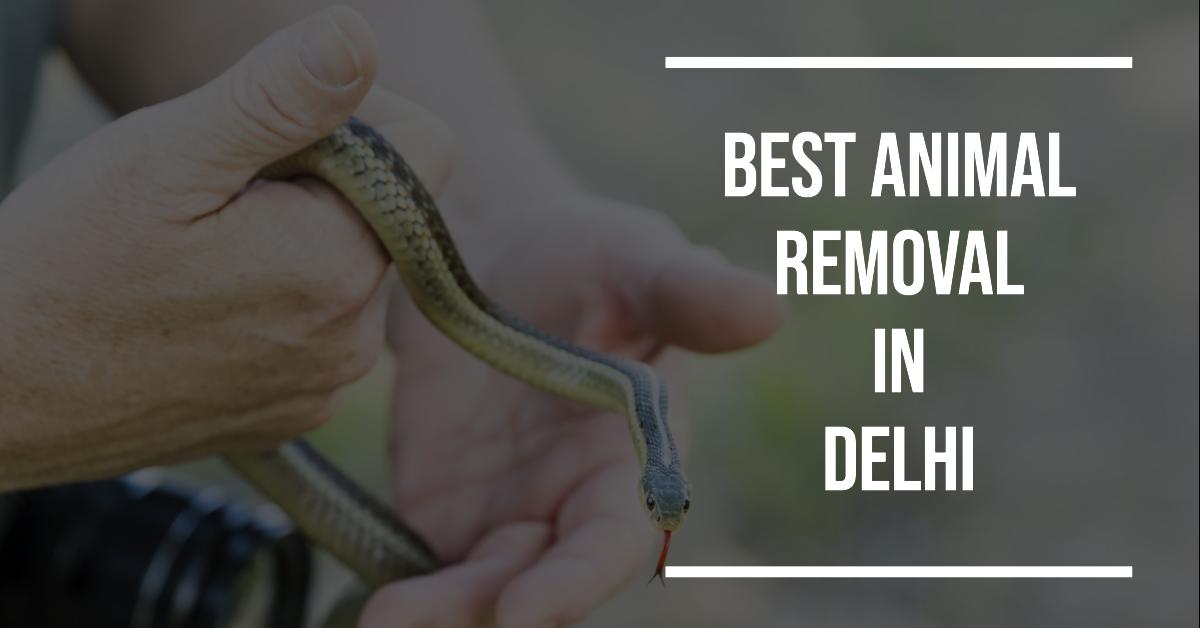 5 Best Animal Removal In Delhi (2026)