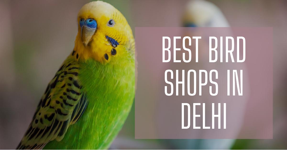 5 Best Bird Shops In Delhi (2026)