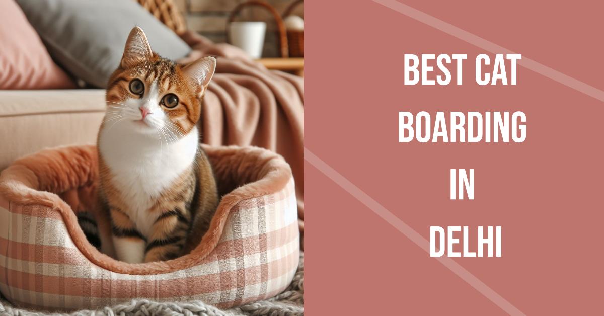 5 Best Cat Boarding In Delhi (2026)
