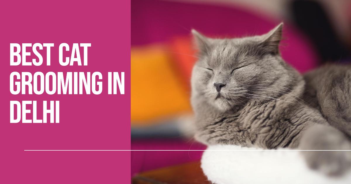 5 Best Cat Grooming In Delhi (2026)