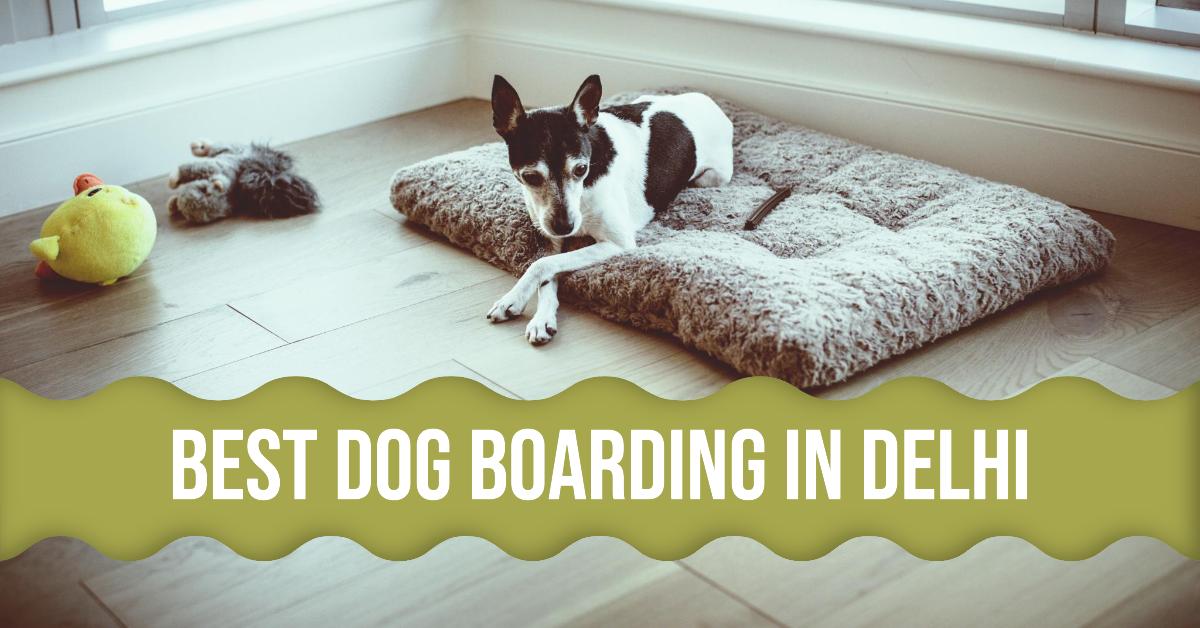 4 Best Dog Boarding In Delhi (2026)