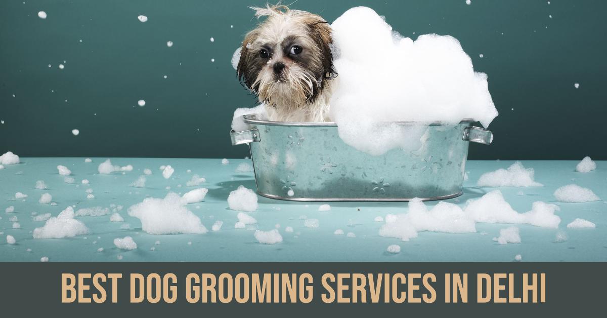 5 Best Dog Grooming Services In Delhi (2026)