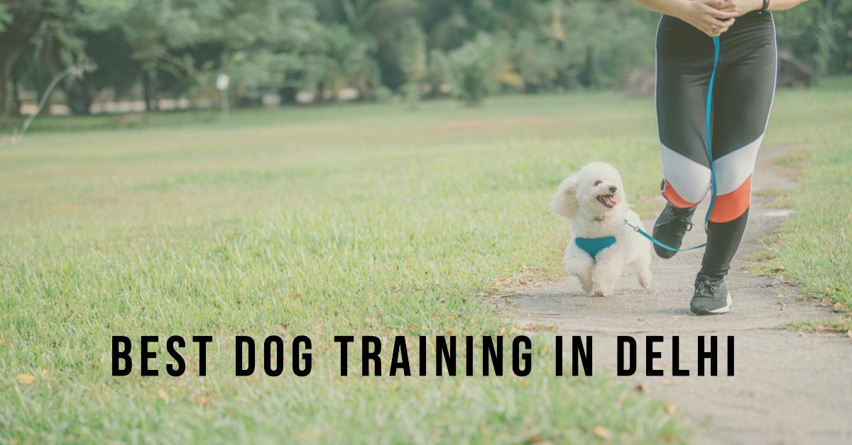 5 Best Dog Training In Delhi (2026)