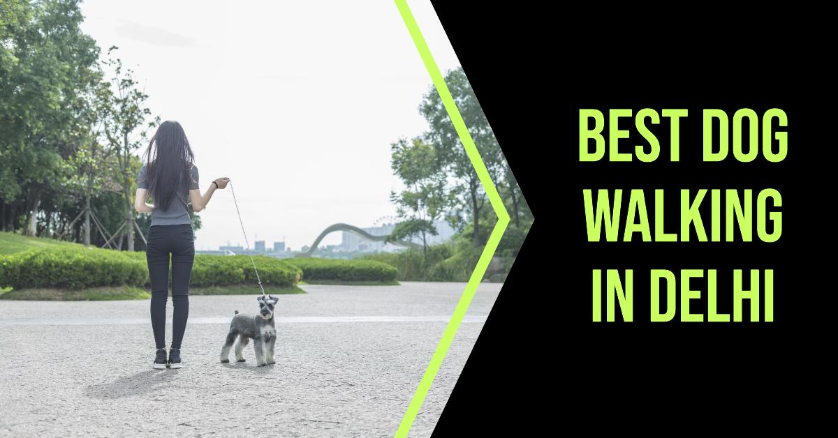 3 Best Dog Walking In Delhi (2026)