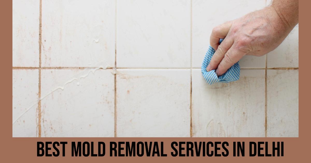 3 Best Mold Removal Services In Delhi (2026)