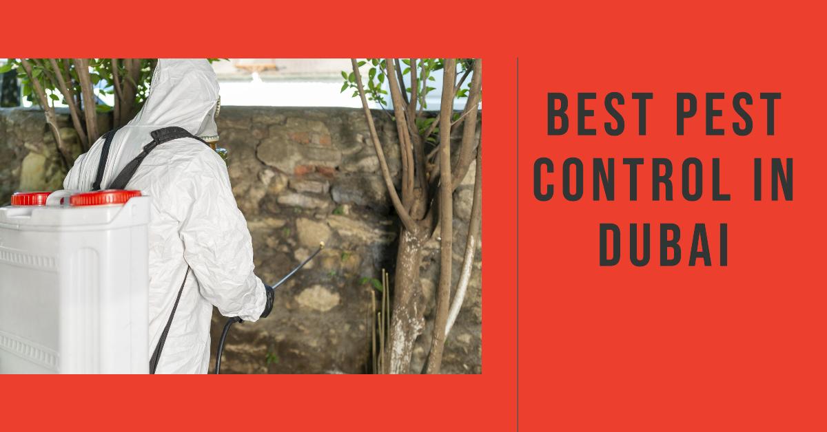 5 Best Pest Control In Dubai (2026)