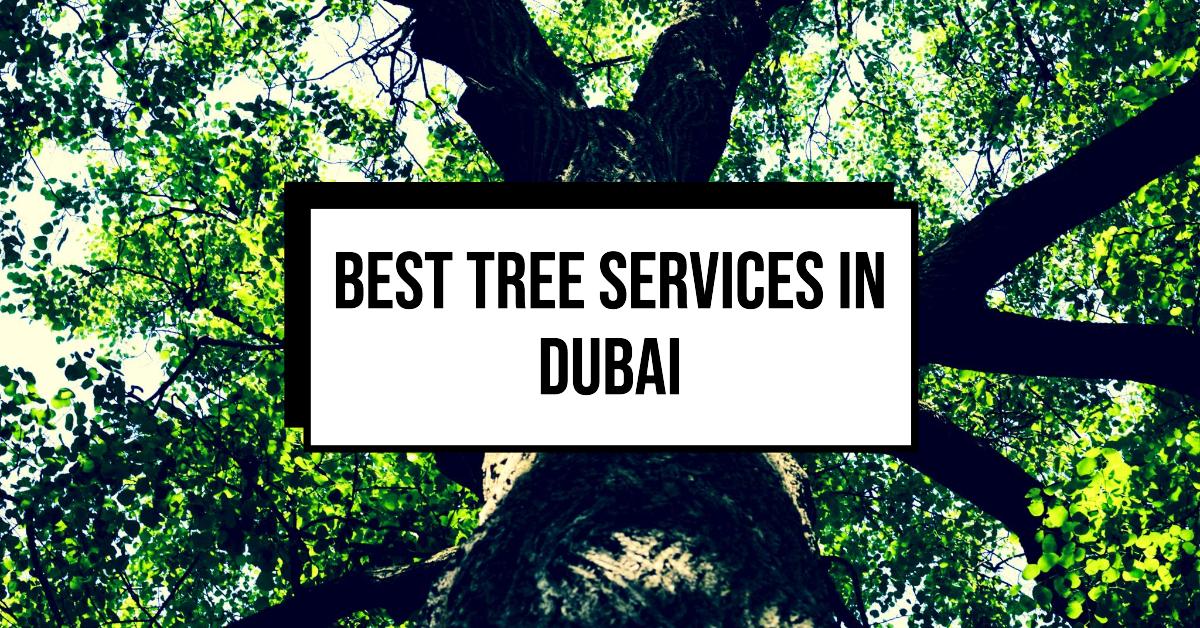 5 Best Tree Services In Dubai (2026)