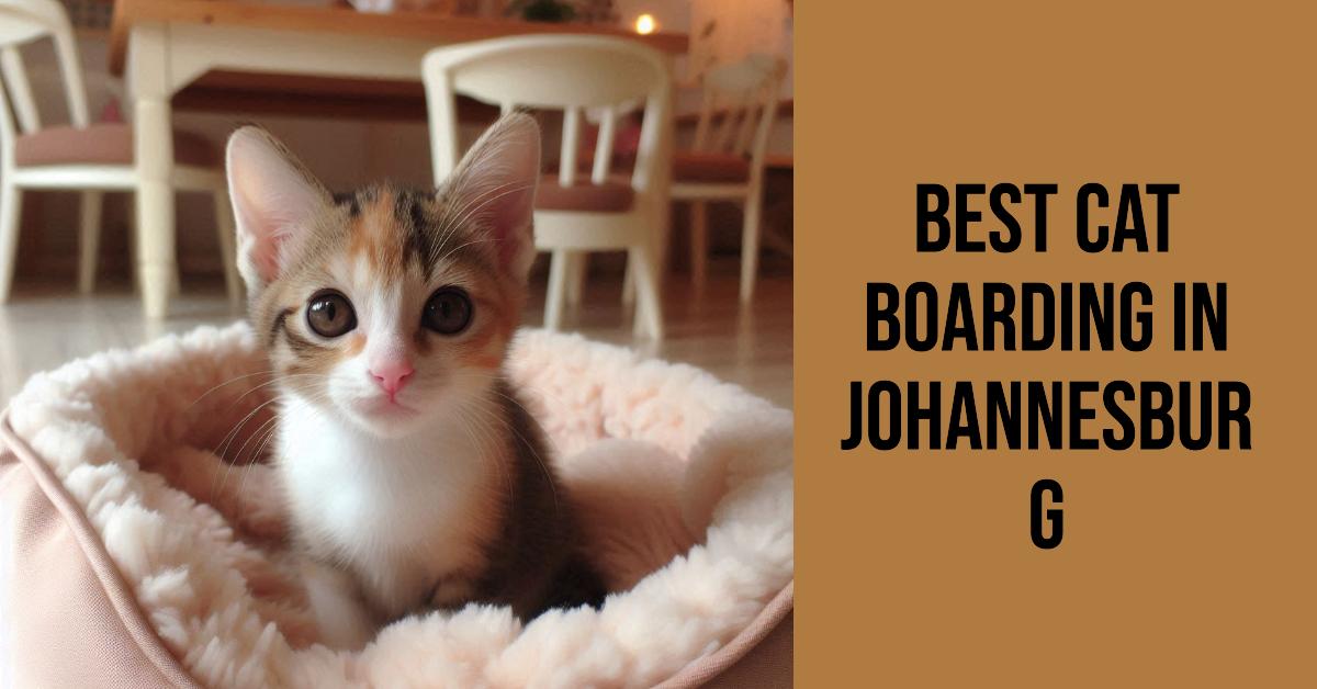 5 Best Cat Boarding In Johannesburg (2026)