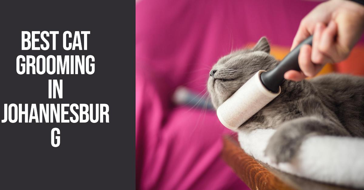 4 Best Cat Grooming In Johannesburg (2026)