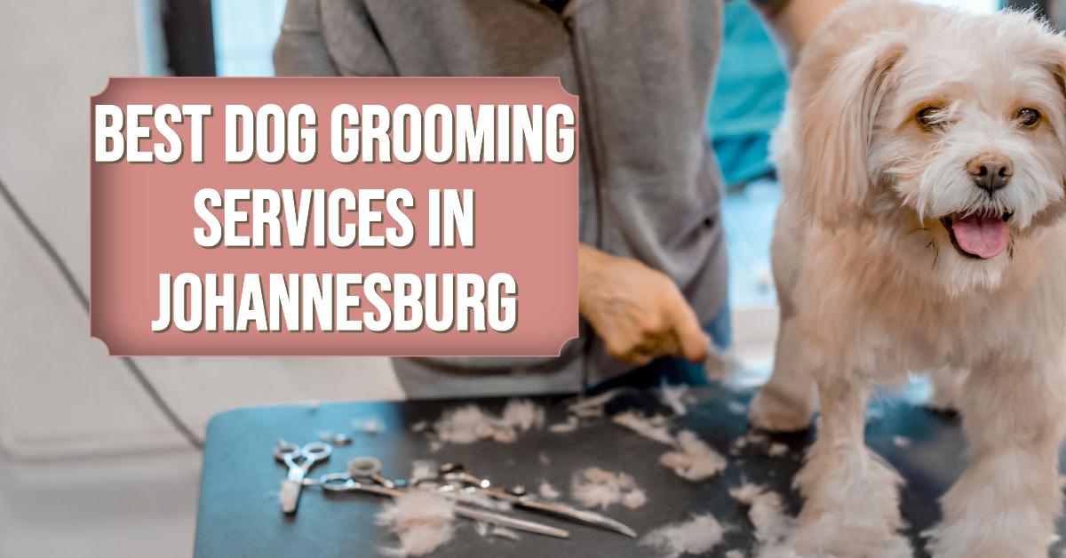 5 Best Dog Grooming Services In Johannesburg (2026)