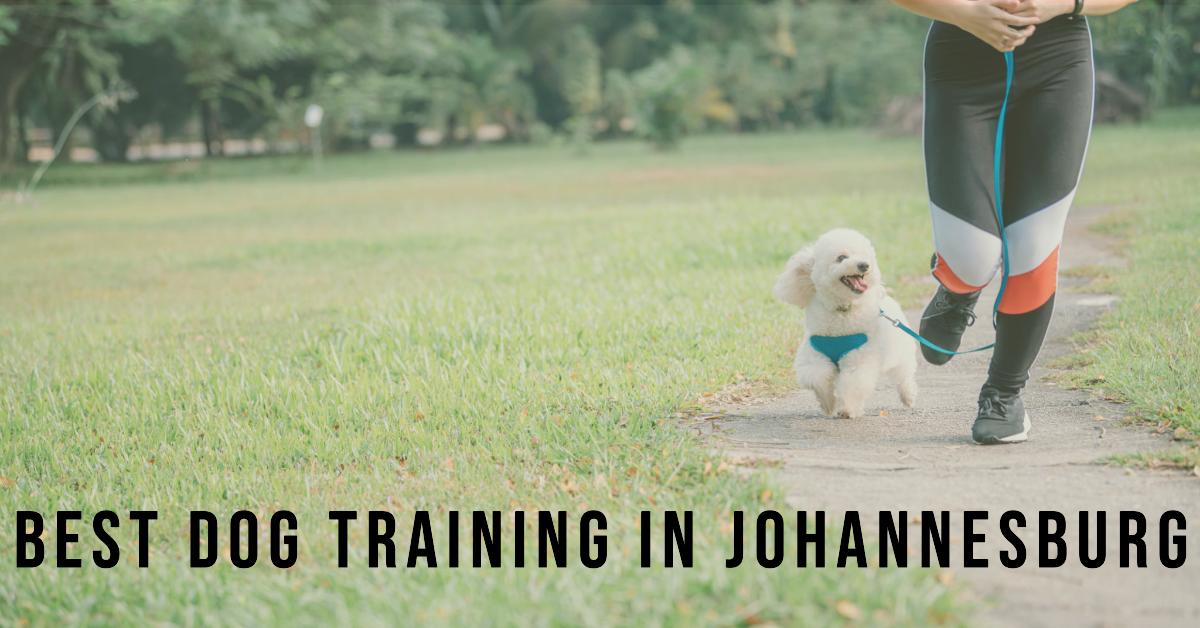 5 Best Dog Training In Johannesburg (2026)