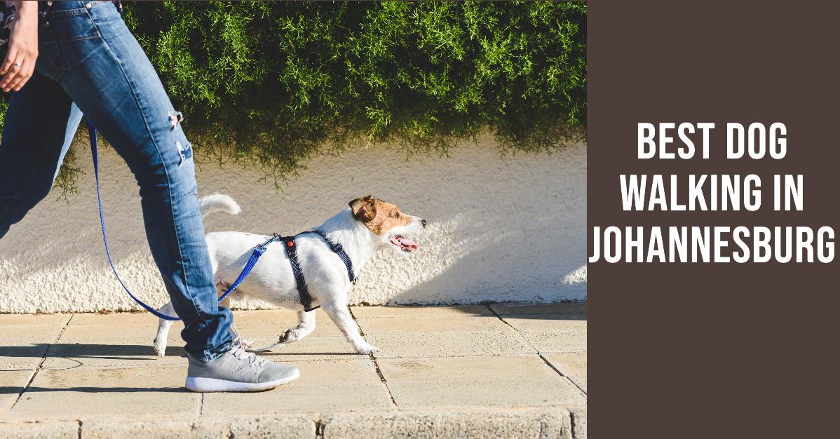 5 Best Dog Walking In Johannesburg (2026)