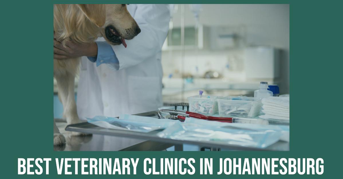 5 Best Veterinary Clinics In Johannesburg (2026)