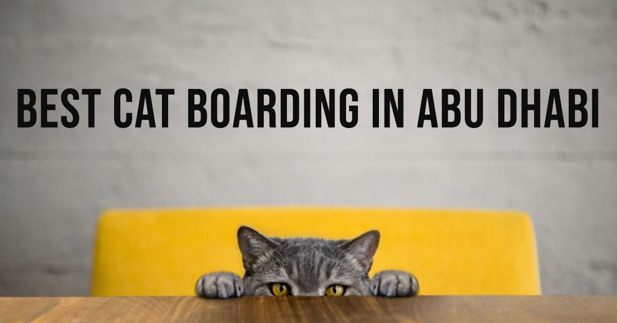 5 Best Cat Boarding In Abu Dhabi (2026)