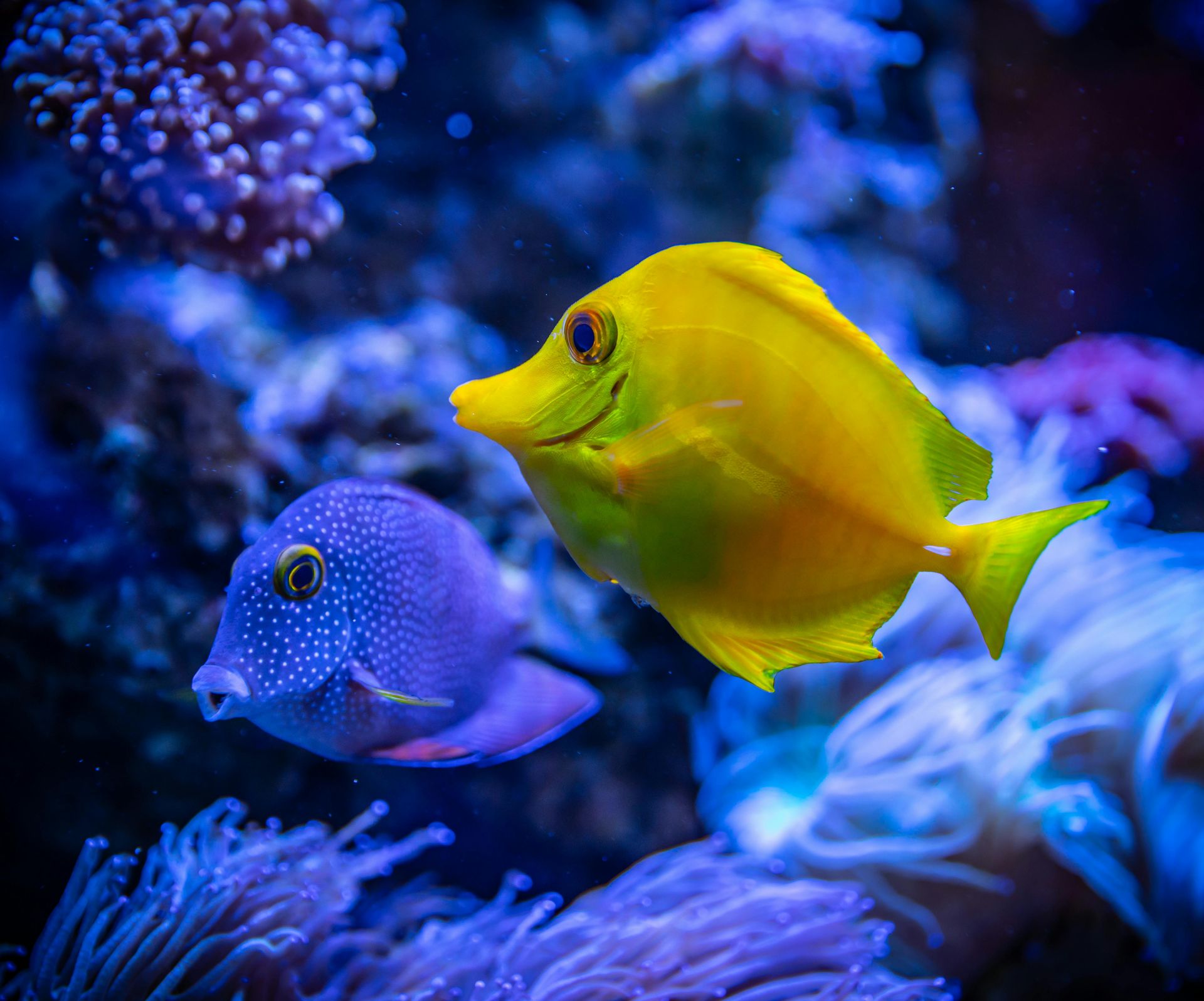 Aquarium Restaurant logo