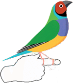 Birdsville logo