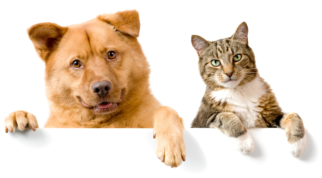 Cats & Dogs logo