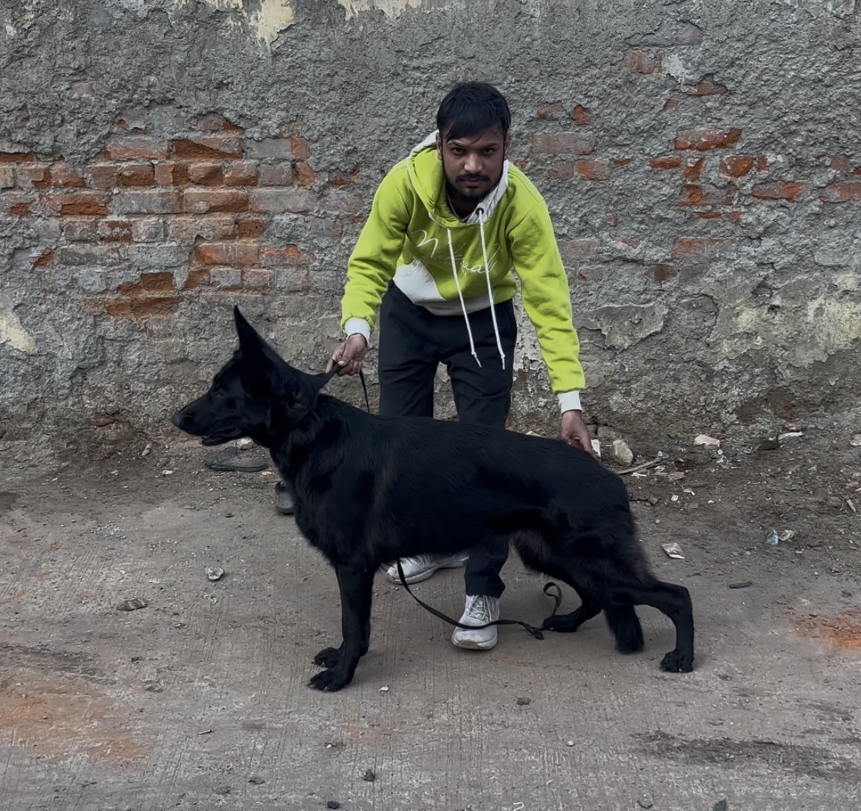 Dog Walking & Grooming By Rahul logo