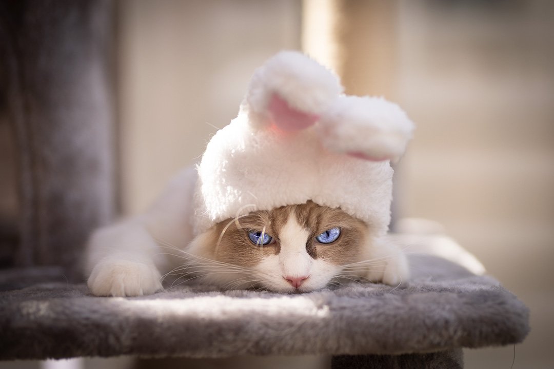 Ragdoll Kittens London logo
