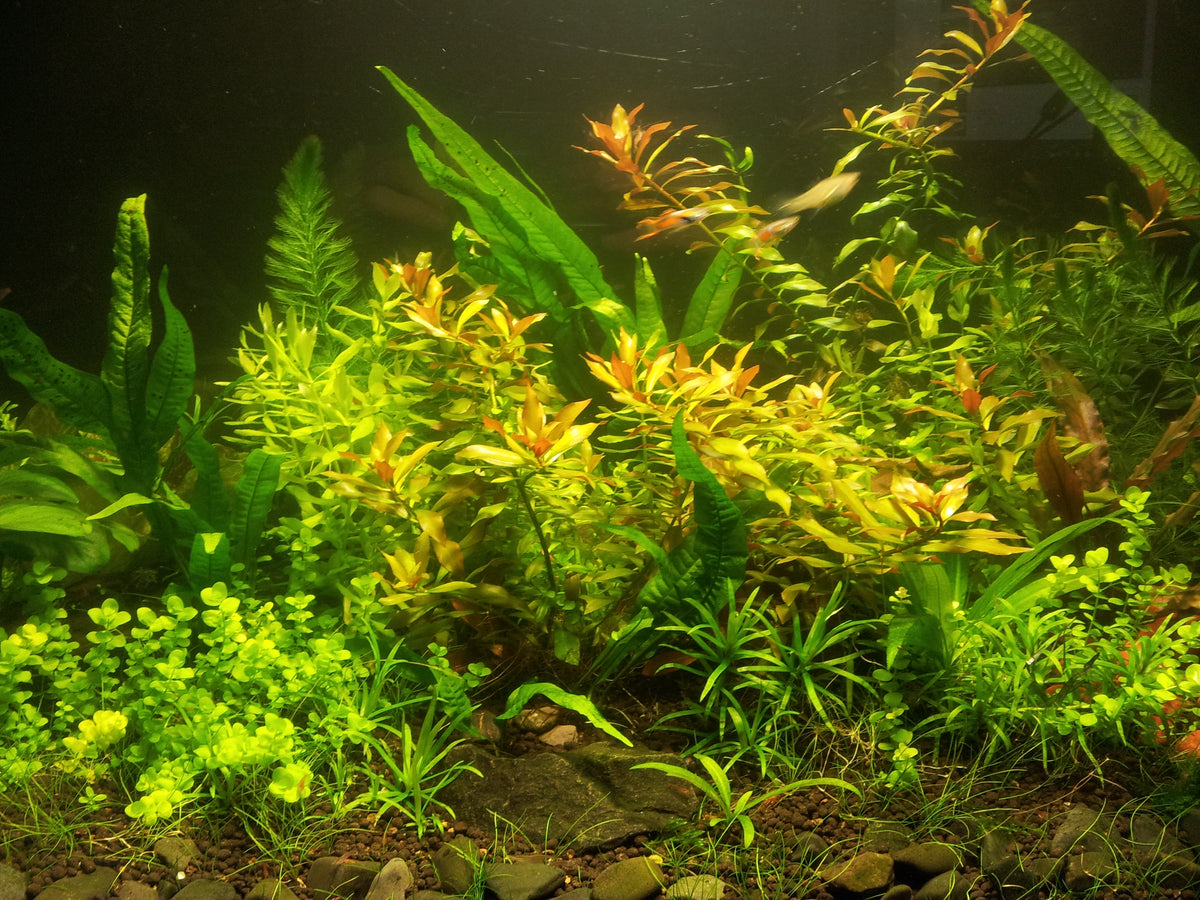 Sydney Aquascapes logo