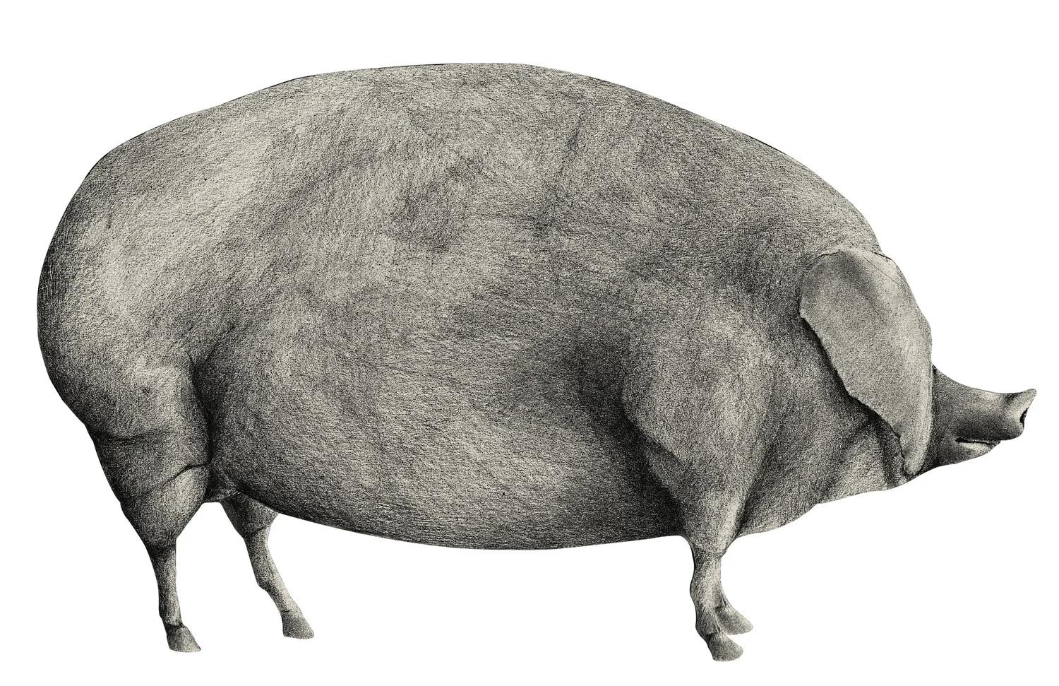 The Hogtown Vegan logo